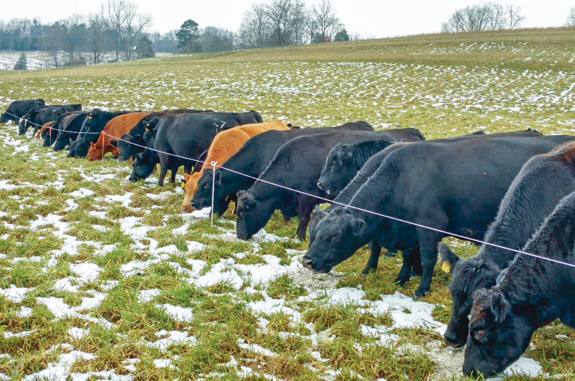 Cows graze stockpiled fescue