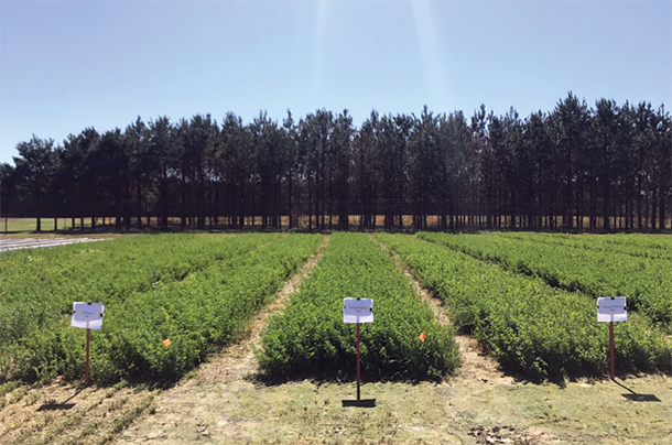 Alfalfa poultry litter field trial take on April 4, 2018