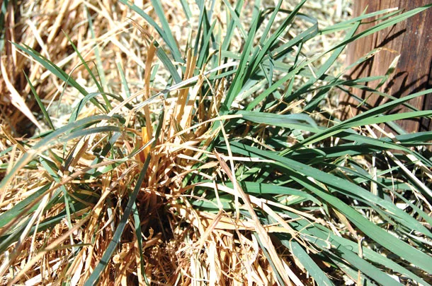 Orchardgrass plant in the fall