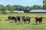 cows in pasture