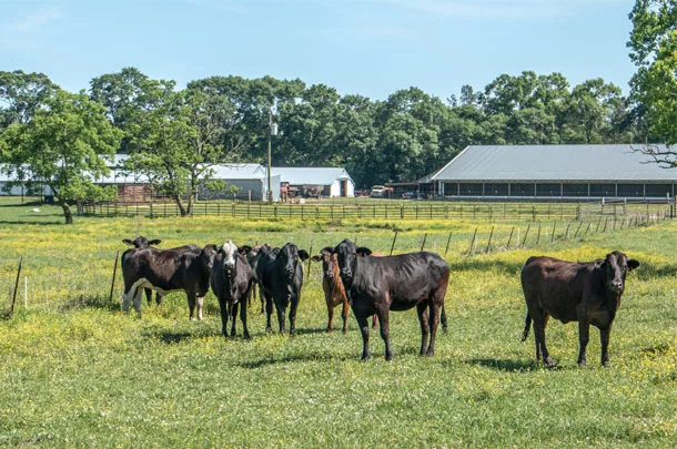 cows in pasture