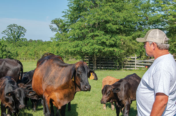 Brahman X cows at S&B Farm