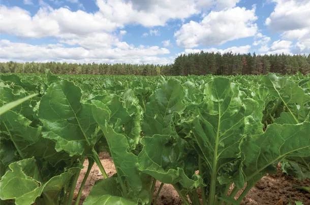 Fodder beets