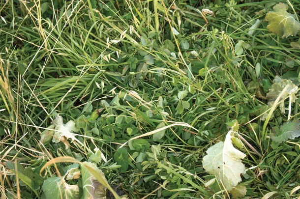 Cover crops