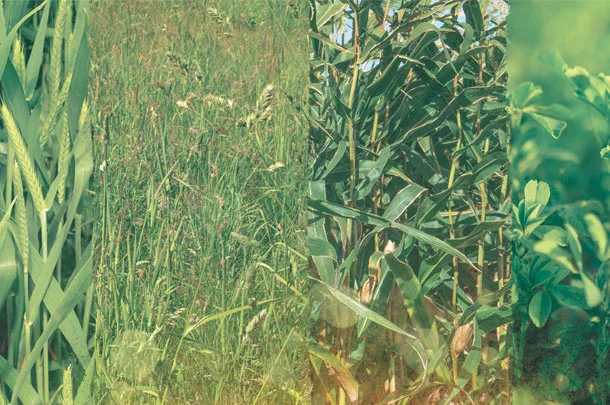 Different forages