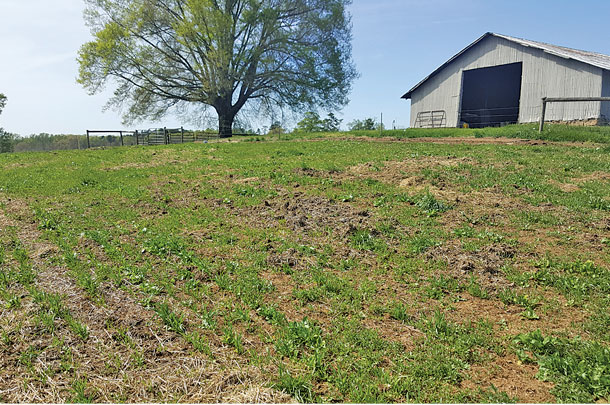 Winter feeding area after soil preperation