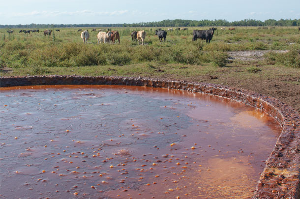 Residuum, a byproduct of the sitrus industry