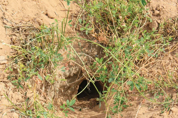 Gopher hole