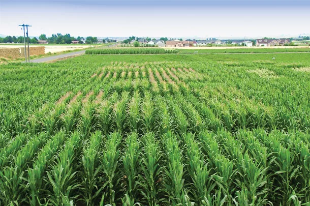 0120pf-thomas-field.jpg Corn variety trials