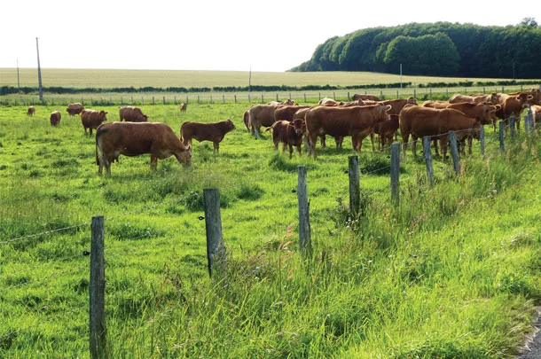 Cattle grazing