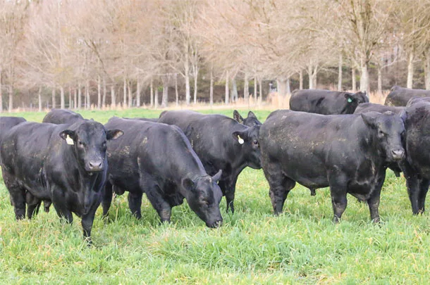 Grass fed beef