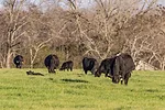 Cattle grazing