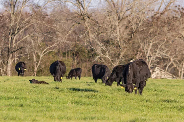 Cattle grazing