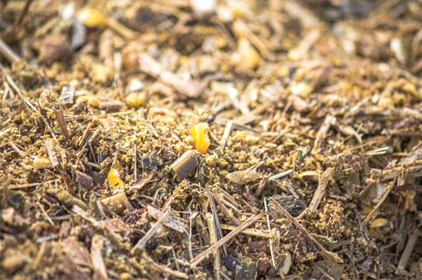 silage