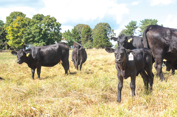Joe davis's Angus-Brangus-Simmental cattle