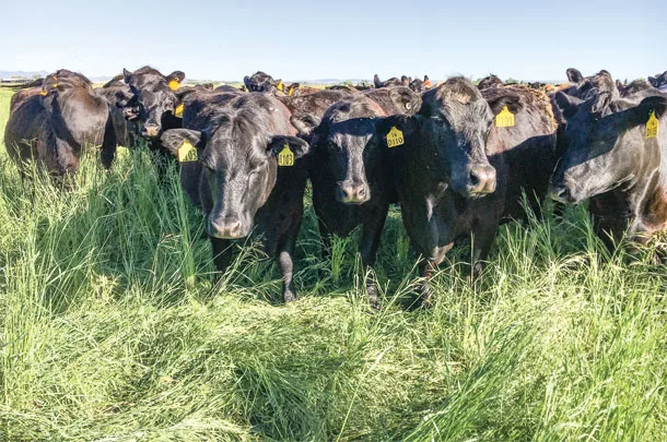 Cattle in a pasture