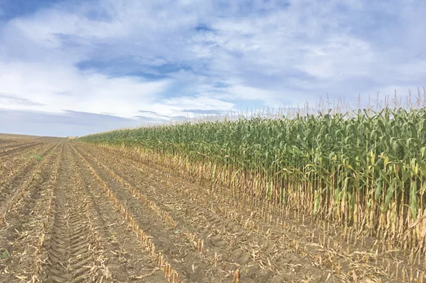 Brown midrib corn