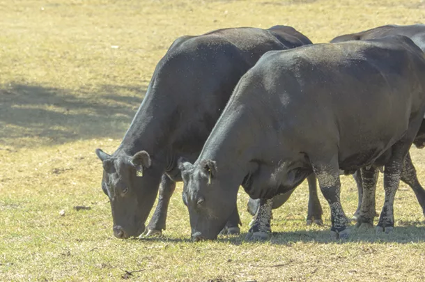 Cattle grazing