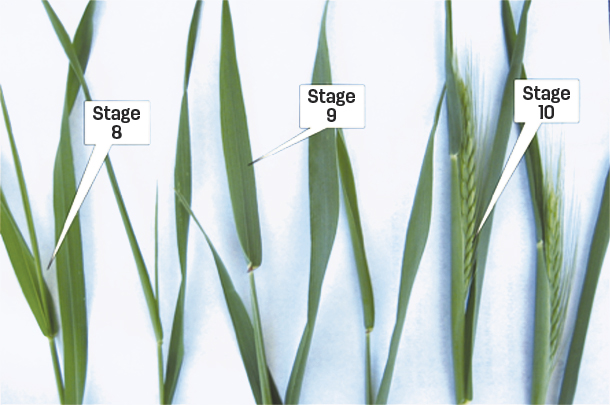 Maturity stages of small grains