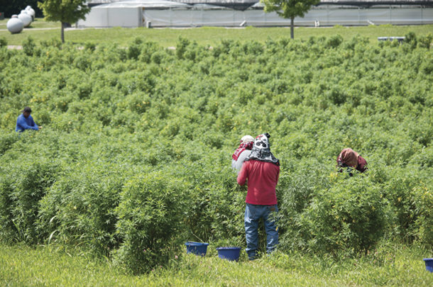 Workers in the hemp plant
