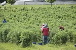 Workers in the hemp plant