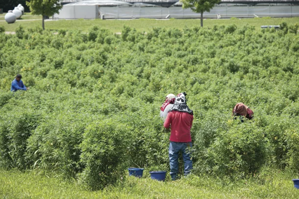 Workers in the hemp plant