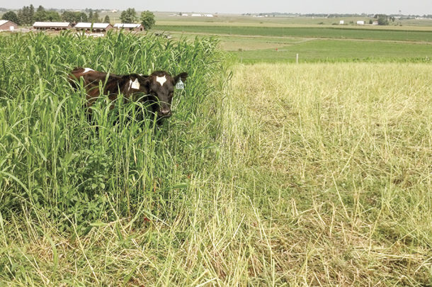 Dairy steers graze Sudangrass