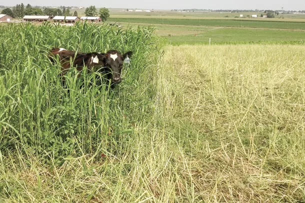 Dairy steers graze Sudangrass
