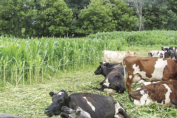 Dairy steers graze sudangrass 