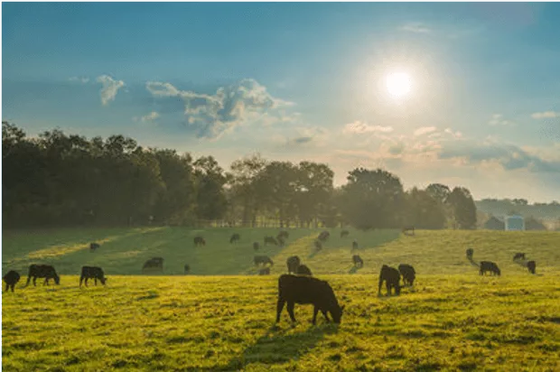 Cows on pasture