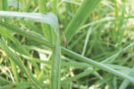 A bermudagrass stem maggot infestation