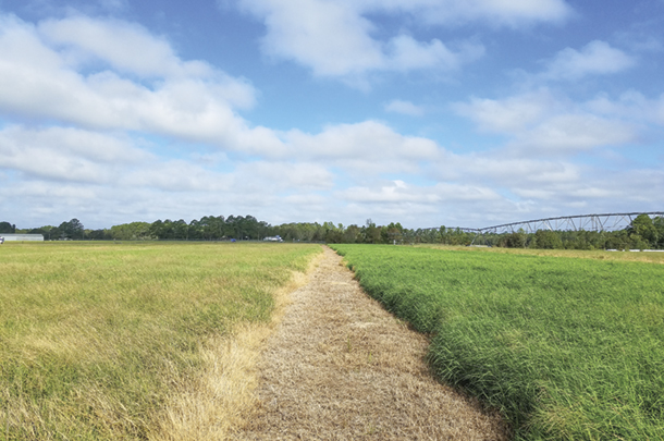 The “frosted” bermudagrass on the left is infected with bermudagrass stem maggot.