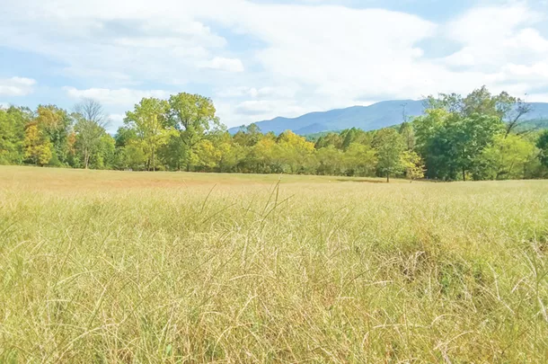 crabgrass seeded around winter feeding areas