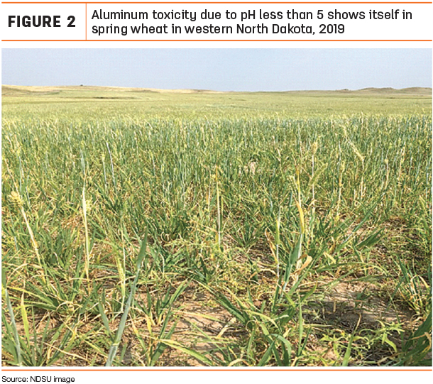 Aluminum toxicity due to pH less than 5 shows itself in spring wheat in western North Dakota, 2019