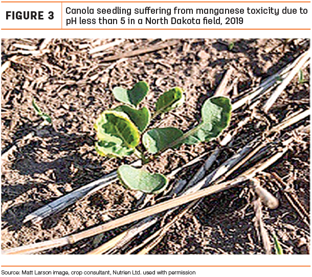 Canola seedling suffering from manganese toxicity