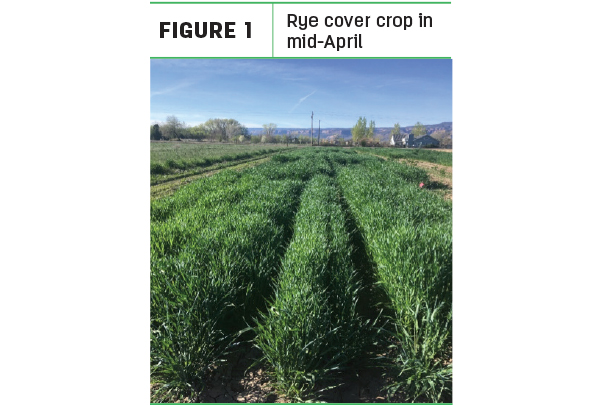 Rye cover crop in mid-April