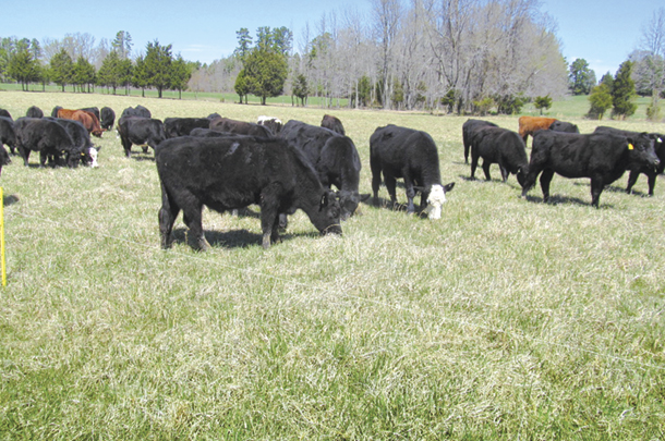 Grazing management