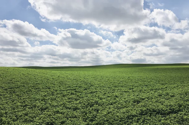 Alfalfa field
