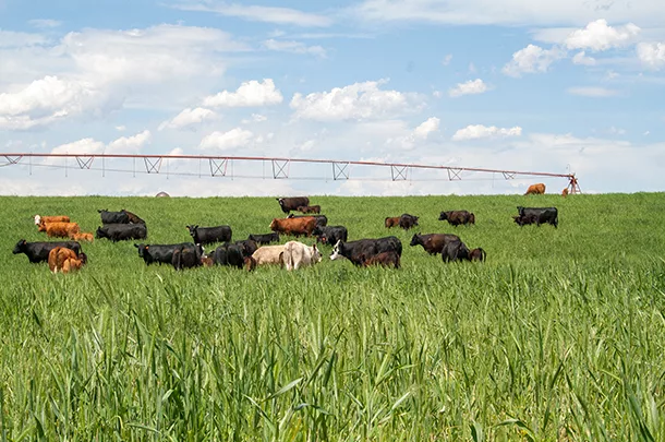 cattle on  pasture