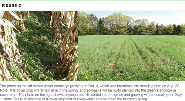 Winter cereal rye growing and soybeans no-till planted
