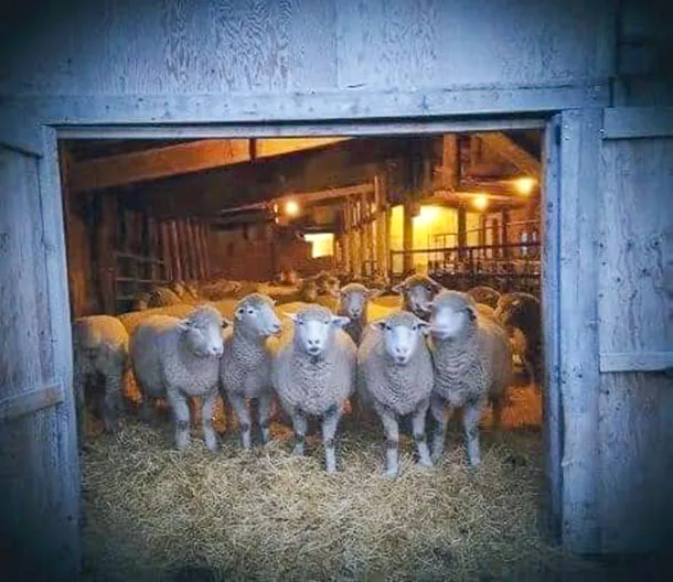 0620PF Sheep in a barn