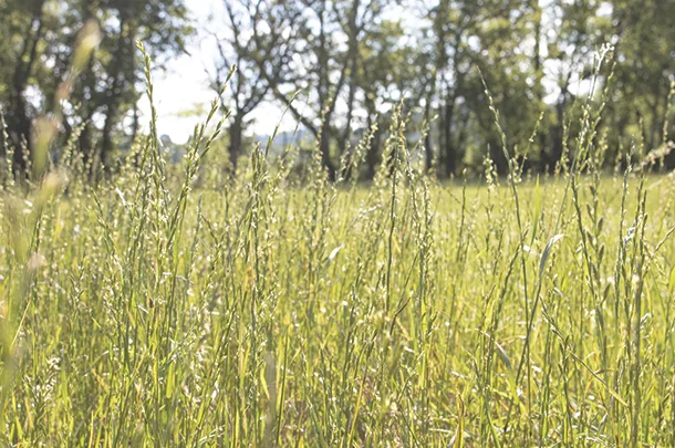 Grass for silage