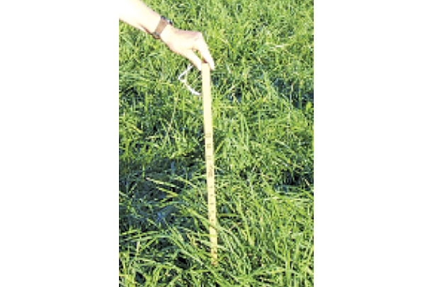A pasture stick being used to measure forage height
