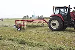 Raking the alfalfa