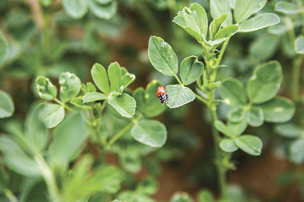 Ladybugs on alfalfa