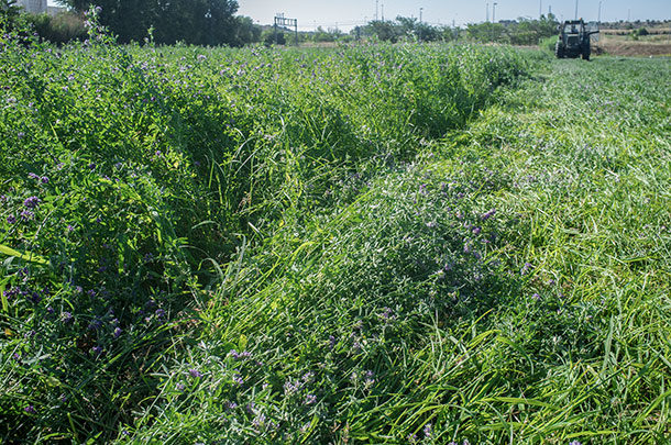 alfalfa-grass mixture