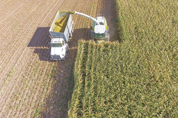 Chopping corn