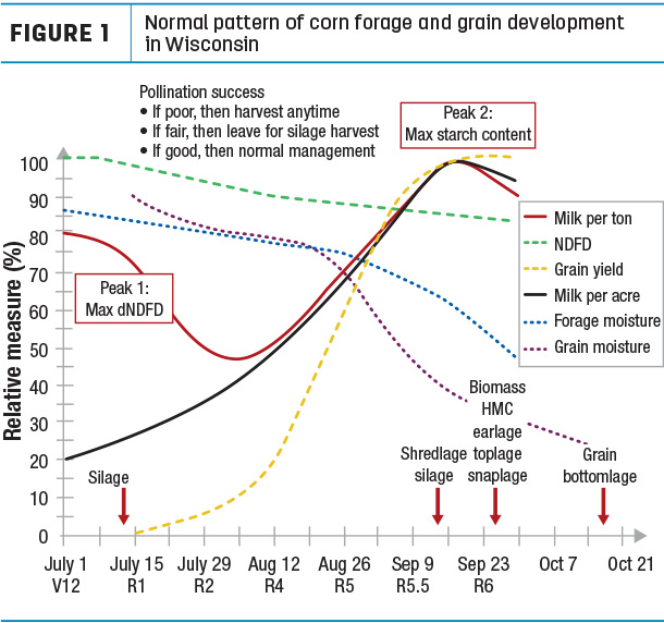 Normal pattern of corn forage and grain development in Wisconsin