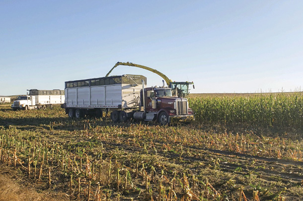Chopping corn