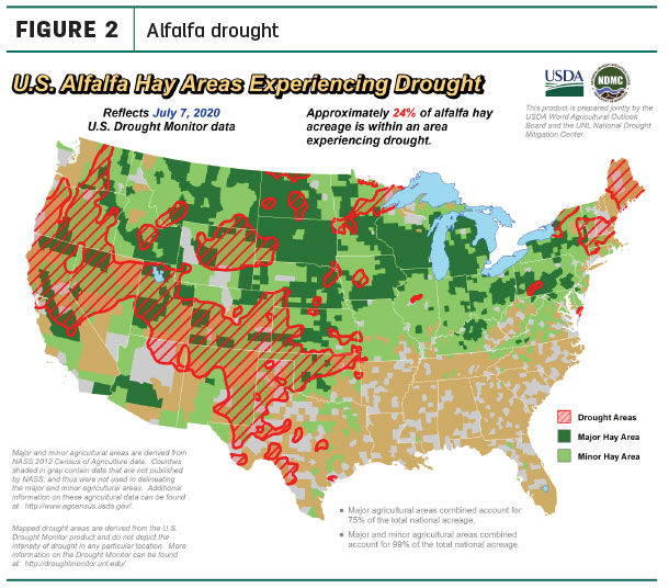 alfalfa drought